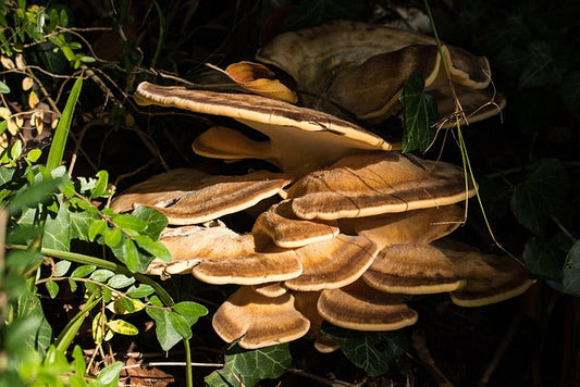 The Science-Backed Benefits of Turkey Tail Mushroom