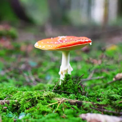 What is mushroom supplements
