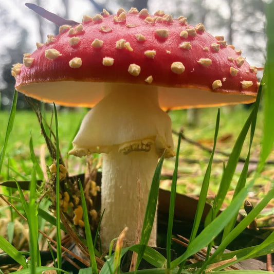 Types of mushrooms