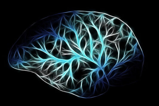 Best Brain Supplements for Adults: Top Ingredients, Mushroom-Based Picks, and How to Choose Safely
