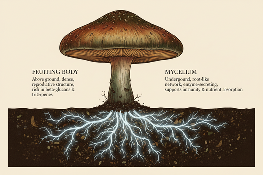 Fruiting Body vs Mycelium in Mushroom Supplements: A Detailed, Science‑Backed Guide