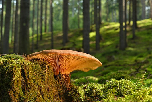 The Best Mushrooms for High Blood Pressure: Nature’s Heart-Healing Secret